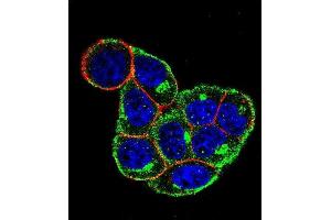 Confocal immunofluorescent analysis of CCND1- Antibody (ABIN651507 and ABIN2840269) with Hela cell followed by Alexa Fluor 488-conjugated goat anti-rabbit lgG (green). (Cyclin D1 抗体  (AA 203-238))