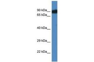 Image no. 1 for anti-SCY1-Like 3 (SCYL3) (AA 503-552) antibody (ABIN6746533) (SCYL3 抗体  (AA 503-552))