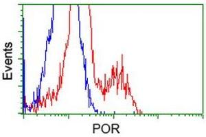Image no. 2 for anti-P450 (Cytochrome) Oxidoreductase (POR) antibody (ABIN1497744) (POR 抗体)