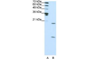 WB Suggested Anti-SNRPF Antibody Titration:  0. (SNRPF 抗体  (N-Term))
