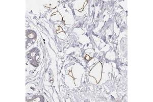 Immunohistochemical staining of human breast with C19orf12 polyclonal antibody  shows strong positivity in adipocytes at 1:50-1:200 dilution.