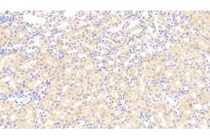 Detection of ARG in Rat Kidney Tissue using Polyclonal Antibody to Arginase (ARG) (ARG 抗体  (AA 1-323))