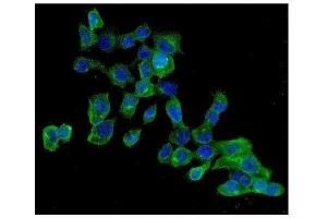 IF analysis of AMPK beta 2 using anti-AMPK beta 2 antibody (ABIN3043907).