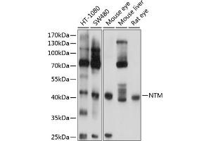 Western blot analysis of extracts of various cell lines, using NTM antibody (ABIN6129062, ABIN6144897, ABIN6144898 and ABIN6224849) at 1:1000 dilution. (Neurotrimin 抗体  (AA 30-316))