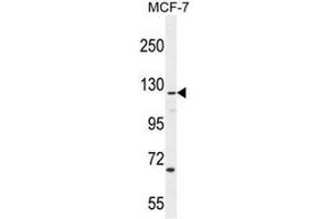 CASKIN2 Antibody (Center) western blot analysis in MCF-7 cell line lysates (35µg/lane).