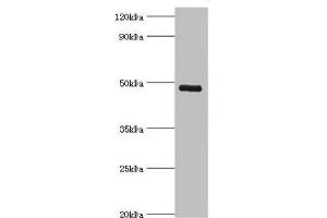Western Blotting (WB) image for anti-Potassium Intermediate/small Conductance Calcium-Activated Channel, Subfamily N, Member 4 (KCNN4) (AA 288-427) antibody (ABIN7156944)