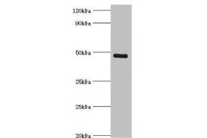 Western blot All lanes: KCNN4 antibody at 8 μg/mL + human serum Secondary Goat polyclonal to rabbit IgG at 1/10000 dilution Predicted band size: 48 kDa Observed band size: 48 kDa (KCNN4 抗体  (AA 288-427))