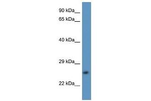 Western Blot showing CAPNS2 antibody used at a concentration of 1.