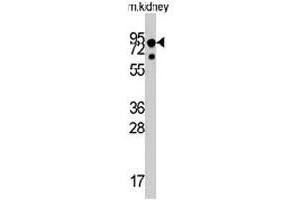 Western blot analysis of NTRK1 polyclonal antibody  in mouse liver tissue lysates (35 ug/lane). (TRKA 抗体  (Internal Region))
