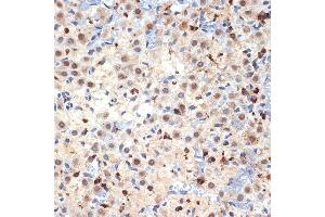 Immunohistochemistry of paraffin-embedded rat ovary using CDC40 Rabbit mAb (ABIN7266255) at dilution of 1:100 (40x lens). (CDC40 抗体)