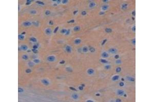 IHC-P analysis of Mouse Tissue, with DAB staining. (IFNA8 抗体  (AA 24-189))