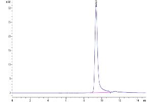 The purity of Human Azurocidin is greater than 95 % as determined by SEC-HPLC. (Azurocidin Protein (His tag))