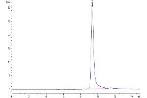 The purity of Human Azurocidin is greater than 95 % as determined by SEC-HPLC. (Azurocidin Protein (His tag))