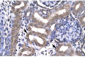 Human kidney; KIN antibody - middle region in Human kidney cells using Immunohistochemistry (KIN 抗体  (Middle Region))