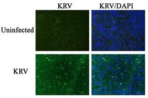Image kindly submitted by Dr. (Krv-Vp1/Krv-Vp2 (AA 501-582) 抗体)
