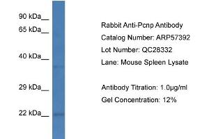 Western Blotting (WB) image for anti-PEST Proteolytic Signal Containing Nuclear Protein (PCNP) (C-Term) antibody (ABIN2787203) (PCNP 抗体  (C-Term))