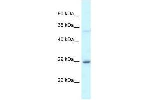 Western Blot showing EIF6 antibody used at a concentration of 1 ug/ml against Fetal Liver Lysate