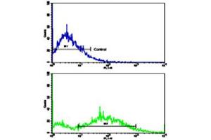 Flow cytometric analysis of NCI-H292 cells using CCNE1 polyclonal antibody (bottom histogram) compared to a negative control cell (top histogram). (Cyclin E1 抗体  (C-Term))