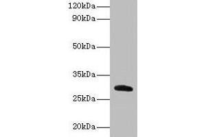 Western blot All lanes: Cela2a antibody at 2 μg/mL + Recombinant Chymotrypsin-like elastase family member 2A protein 0. (CELA2A 抗体  (AA 31-271))