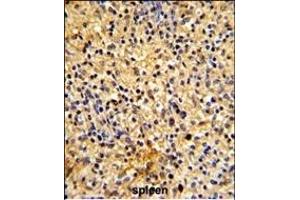 Formalin-fixed and paraffin-embedded human spleen tissue reacted with LY75 Antibody (Center), which was peroxidase-conjugated to the secondary antibody, followed by DAB staining. (LY75/DEC-205 抗体  (AA 646-675))