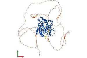Protein Structure (PS) image for Eyes Absent Homolog 4 (EYA4) (AA 1-639) protein (His tag) (ABIN7553851)