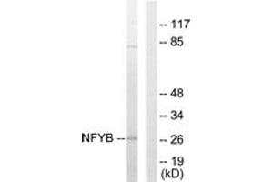 Western blot analysis of extracts from 293 cells, using NFYB Antibody. (NFYB 抗体  (AA 1-50))