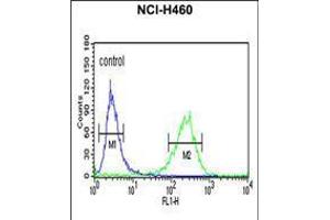 Flow cytometric analysis of NCI-H460 cells (right histogram) compared to a negative control cell (left histogram). (PISD 抗体  (AA 223-250))
