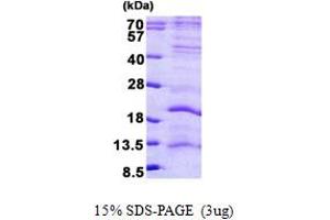 L Antigen Family, Member 3 (LAGE3) (AA 1-143) protein (His tag)