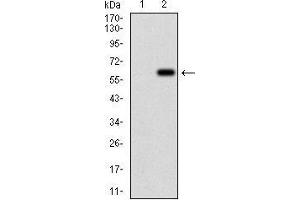 Western blot analysis using VIL1 mAb against HEK293 (1) and VIL1 (AA: 1-209)-hIgGFc transfected HEK293 (2) cell lysate.