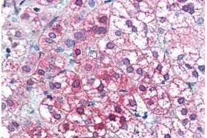 Human Adrenal (formalin-fixed, paraffin-embedded) stained with AXIN1 antibody ABIN351463 at 3. (Axin 抗体  (AA 850-862))