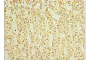 Immunohistochemistry of paraffin-embedded human adrenal gland tissue using ABIN7160782 at dilution of 1:100 (SGSH 抗体  (AA 273-502))