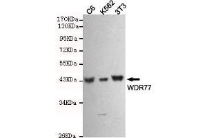 Western blot detection of WDR77 in C6,3T3 and K562 cell lysates using WDR77 mouse mAb (1:1000 diluted). (WDR77 抗体)