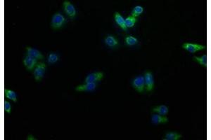 Immunofluorescence staining of HepG2 cells with ABIN7149970 at 1:100, counter-stained with DAPI. (DPEP1 抗体  (AA 23-252))