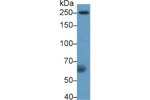 Western Blotting (WB) image for anti-Coagulation Factor V (F5) (AA 463-715) antibody (ABIN7432364)