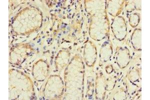 Immunohistochemistry of paraffin-embedded human stomach tissue using ABIN7152265 at dilution of 1:100 (Exonuclease 1 抗体  (AA 301-600))