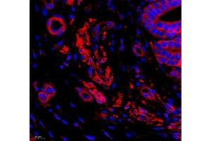 Immunofluorescence (Paraffin-embedded Sections) (IF (p)) image for anti-Major Vault Protein (MVP) antibody (ABIN7074548)