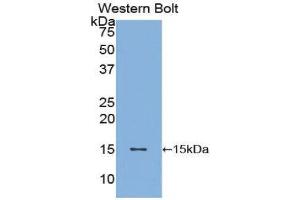 Western Blotting (WB) image for anti-Brain-Derived Neurotrophic Factor (BDNF) (AA 128-247) antibody (ABIN3209750) (BDNF 抗体  (AA 128-247))