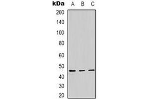 Western blot analysis of Panopsin expression in Hela (A), A431 (B), mouse brain (C) whole cell lysates. (OPN3 抗体)