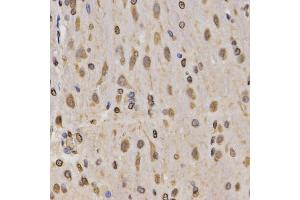 Immunohistochemistry of paraffin-embedded rat brain using MonoMethyl-Histone H3-K4 antibody (ABIN1872994) at dilution of 1:200 (40x lens). (Histone 3 抗体  (H3K4me))