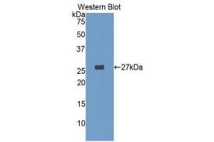 Western Blotting (WB) image for anti-Glutathione S-Transferase alpha 4 (GSTA4) (AA 3-222) antibody (ABIN1078079) (GSTA4 抗体  (AA 3-222))