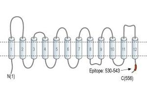 Representative domain view of the target of ABIN7885458.
