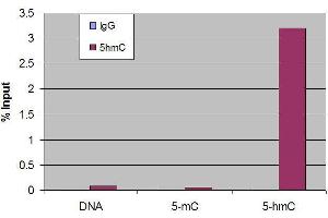 Chromatin Immunoprecipitation (ChIP) image for anti-5-Hydroxymethylcytosine (5-hmC) antibody (ABIN2668981) (5-Hydroxymethylcytosine 抗体)
