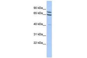 Image no. 1 for anti-Zinc Finger Protein 471 (ZNF471) (AA 144-193) antibody (ABIN6740453) (ZNF471 抗体  (AA 144-193))