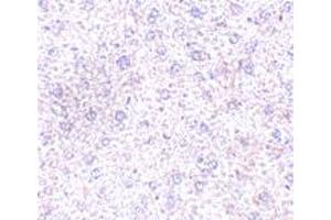 Immunohistochemistry of PLXDC1 in mouse liver tissue with PLXDC1 polyclonal antibody  at 2. (PLXDC1 抗体  (C-Term))
