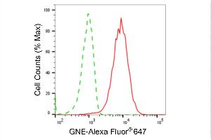 anti-Glucosamine (UDP-N-Acetyl)-2-Epimerase/N-Acetylmannosamine Kinase (GNE) antibody