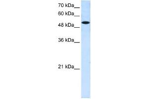 Western Blotting (WB) image for anti-Solute Carrier Family 25 (Mitochondrial Carrier, Phosphate Carrier), Member 25 (SLC25A25) antibody (ABIN635360)