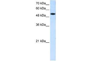 SLC25A25 antibody used at 0.