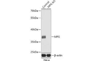 Western blot analysis of extracts from normal (control) and MPG knockout (KO) HeLa cells using MPG Polyclonal Antibody at dilution of 1:1000. (MPG 抗体)