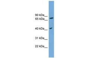 SPPL3 anticorps  (AA 215-264)