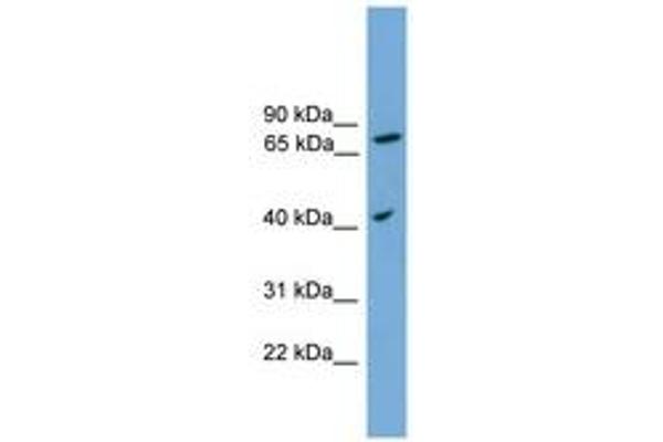 SPPL3 antibody  (AA 215-264)